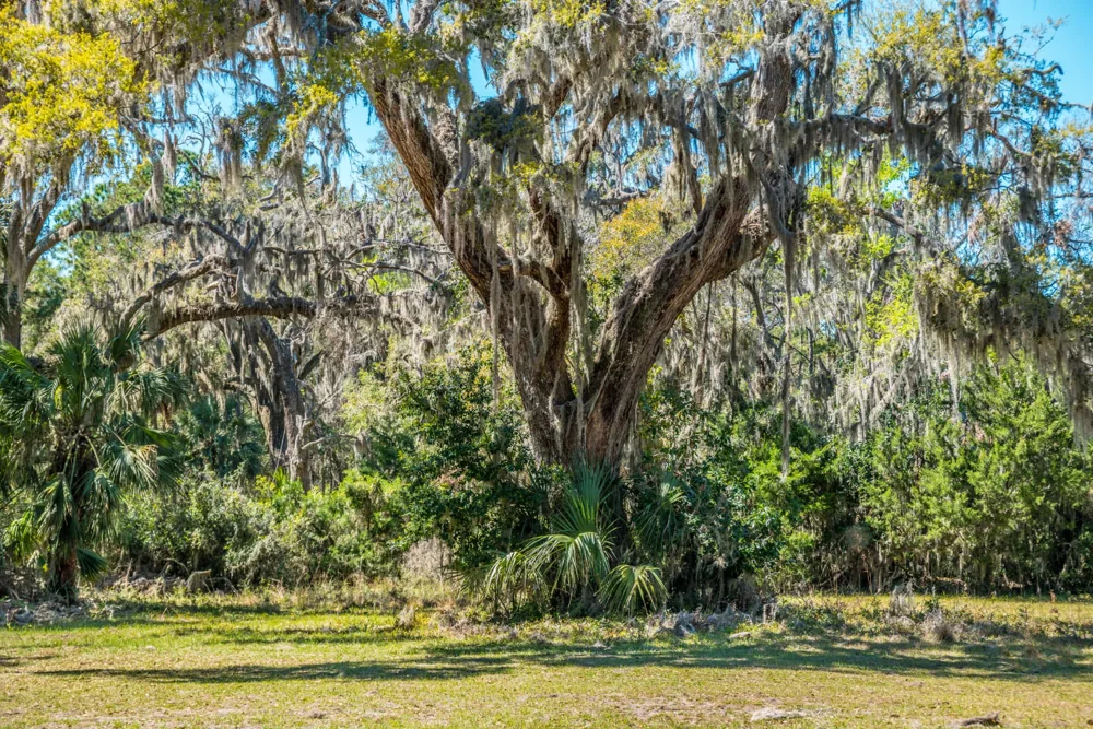 Florida live oak draped in Spanish moss above green undergrowth